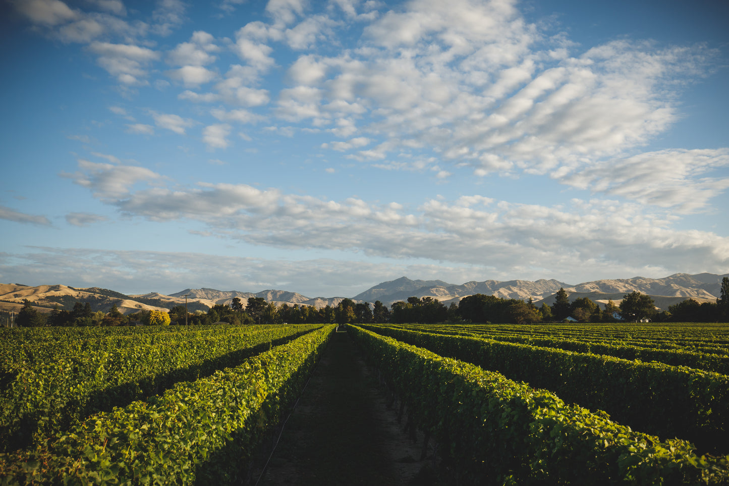 Saint Clair - Vicar’s Choice Sauvignon Blanc 2024 - 75cl