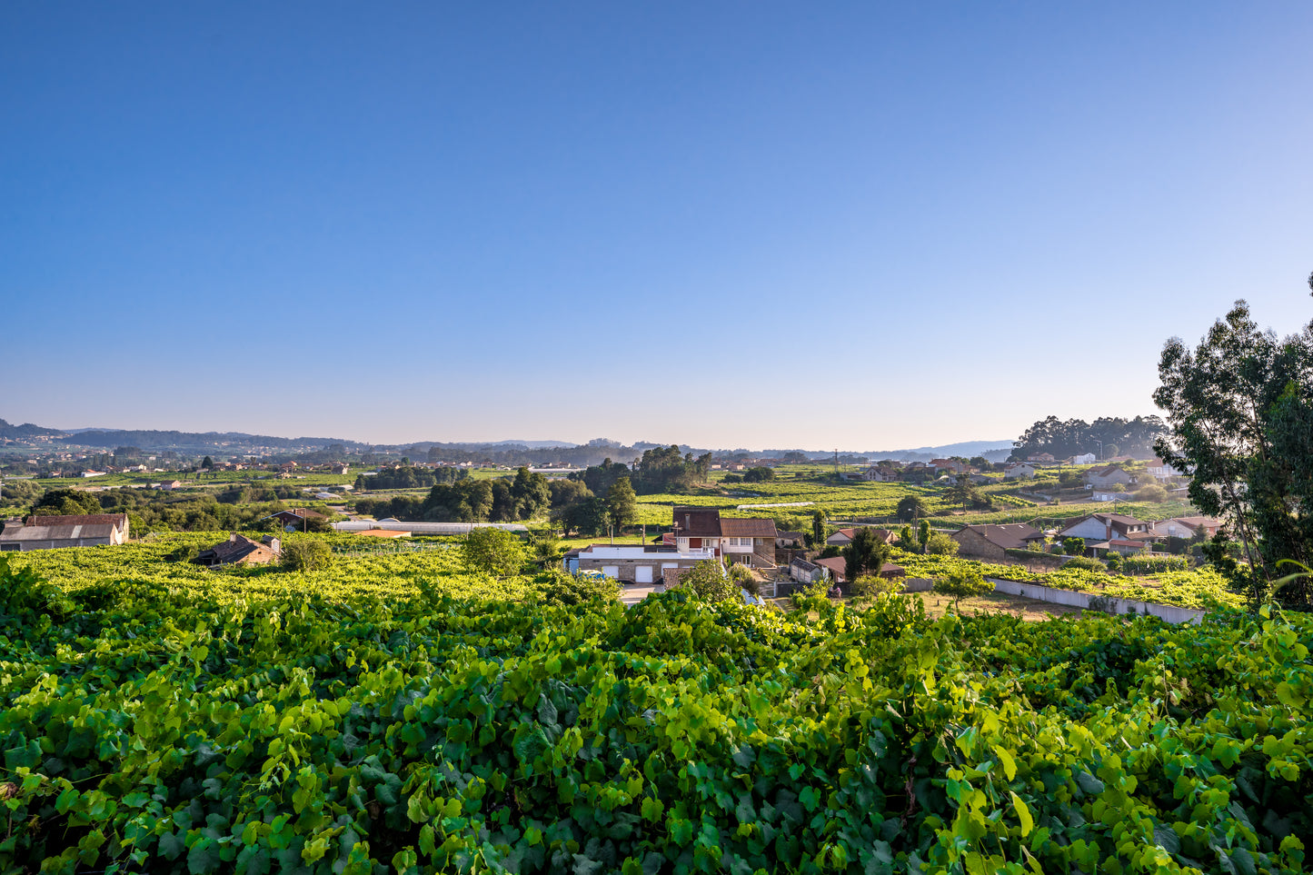 Chaves Albariño Castel de Fornos 2023 - 75cl