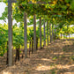 Chaves Albariño Castel de Fornos 2023 - 75cl