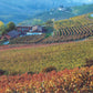 Paolo Manzono Barbera d’Alba Superiore Fioreza 2023 - 75cl