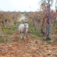 Punctum Viento Aliseo Tempranillo/Petit Verdot BIO 2022- 75cl