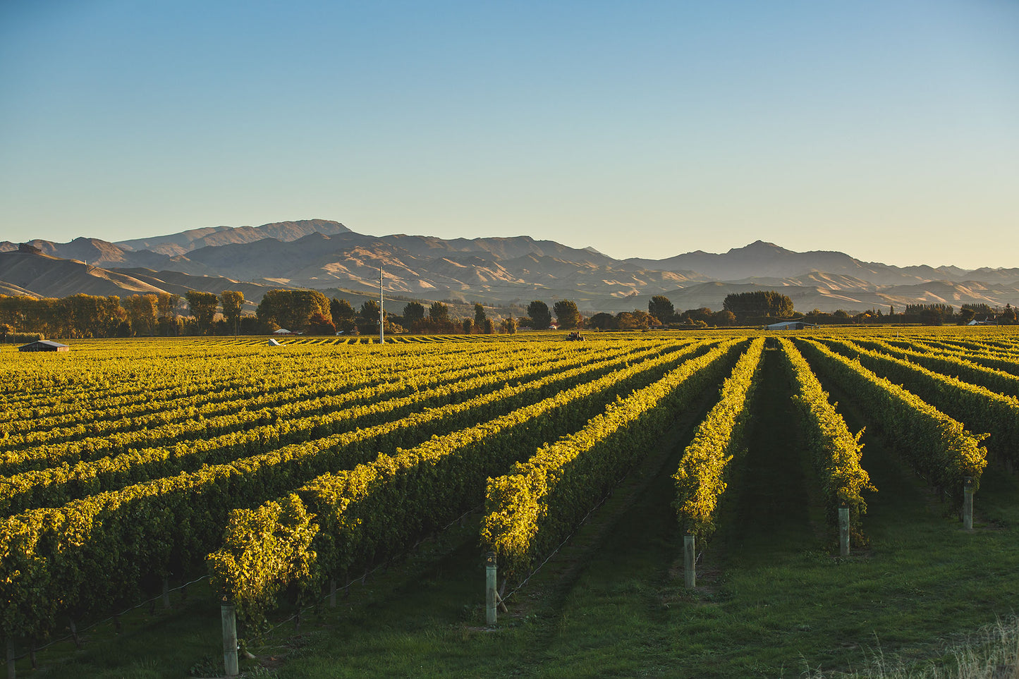 Saint Clair - Vicar’s Choice Sauvignon Blanc 2022/23 - 75cl