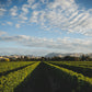 Saint Clair - Vicar’s Choice Sauvignon Blanc 2022/23 - 75cl